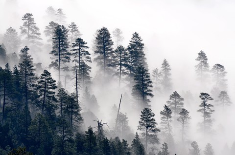 Foggy Forest