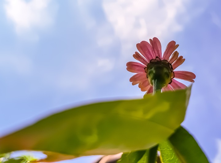 flower love