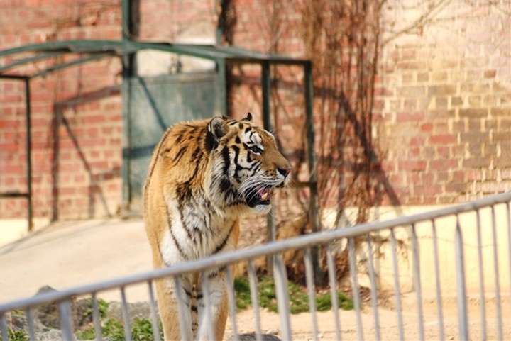 Animal