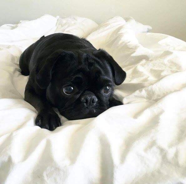 pug