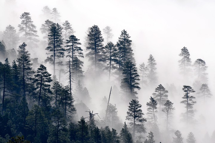 Foggy Forest