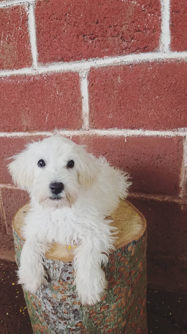 Copito.