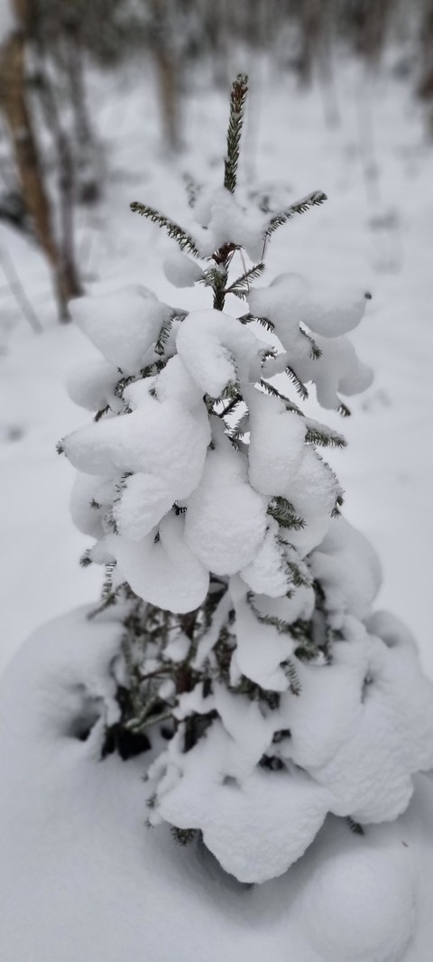 freezing, winter háttérképek