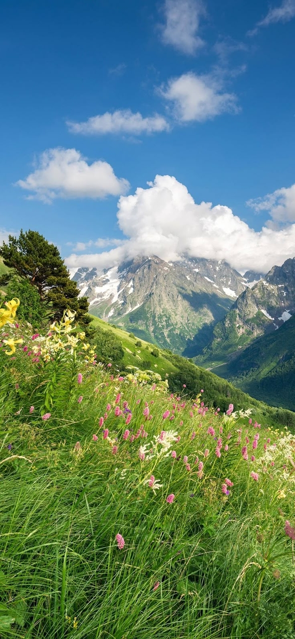 Ridge, flower achtergronden