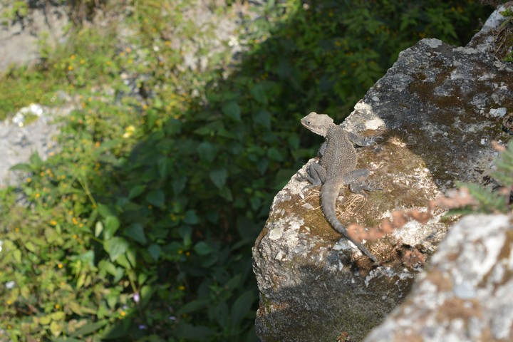 posing reptile