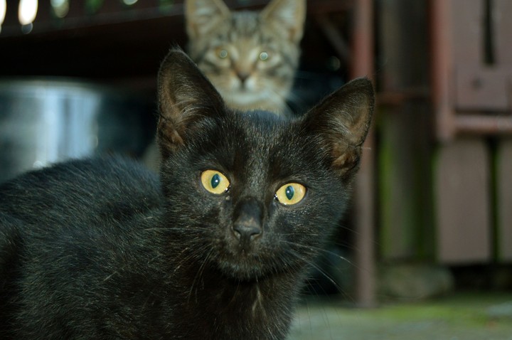 cats