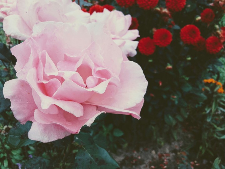 rose