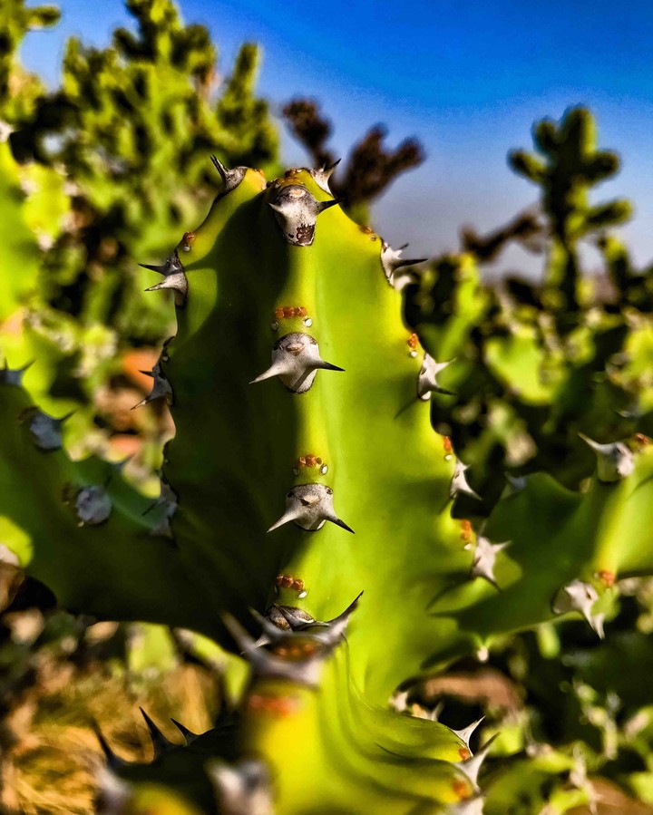 Shot on iphone7: Perspective photography: Cactus