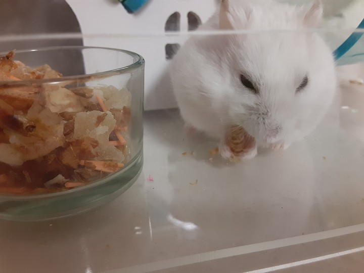 밥먹는 백설이