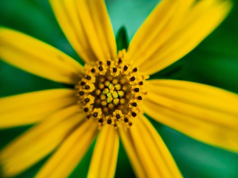 centre of flower