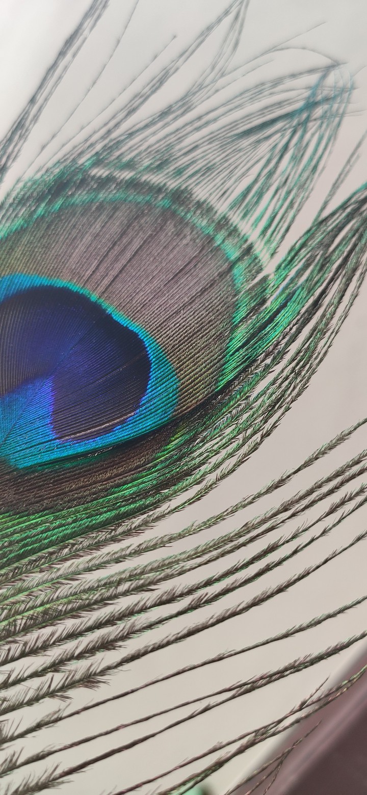 peacock feather wallpaper