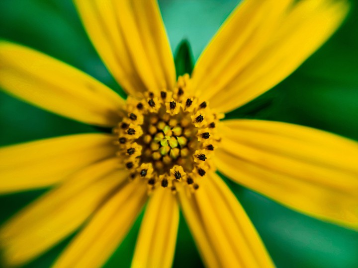 centre of flower