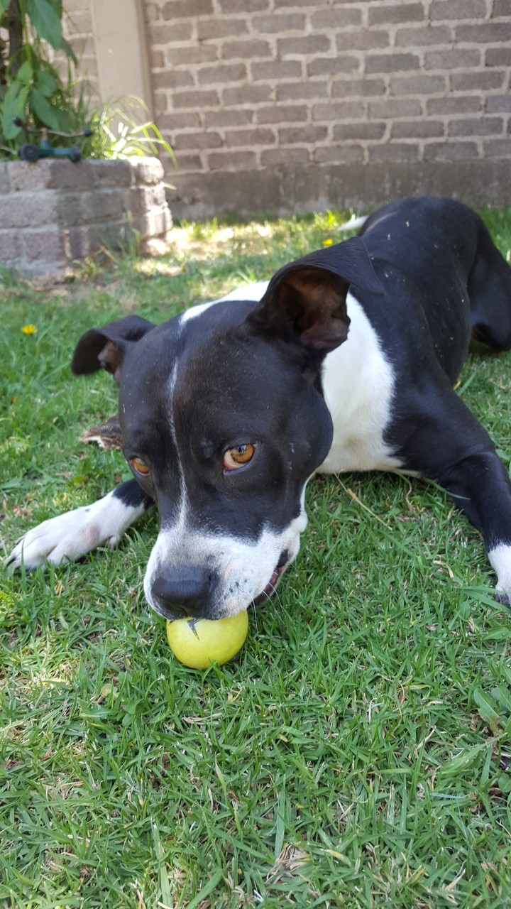 American Pitbullterrier
