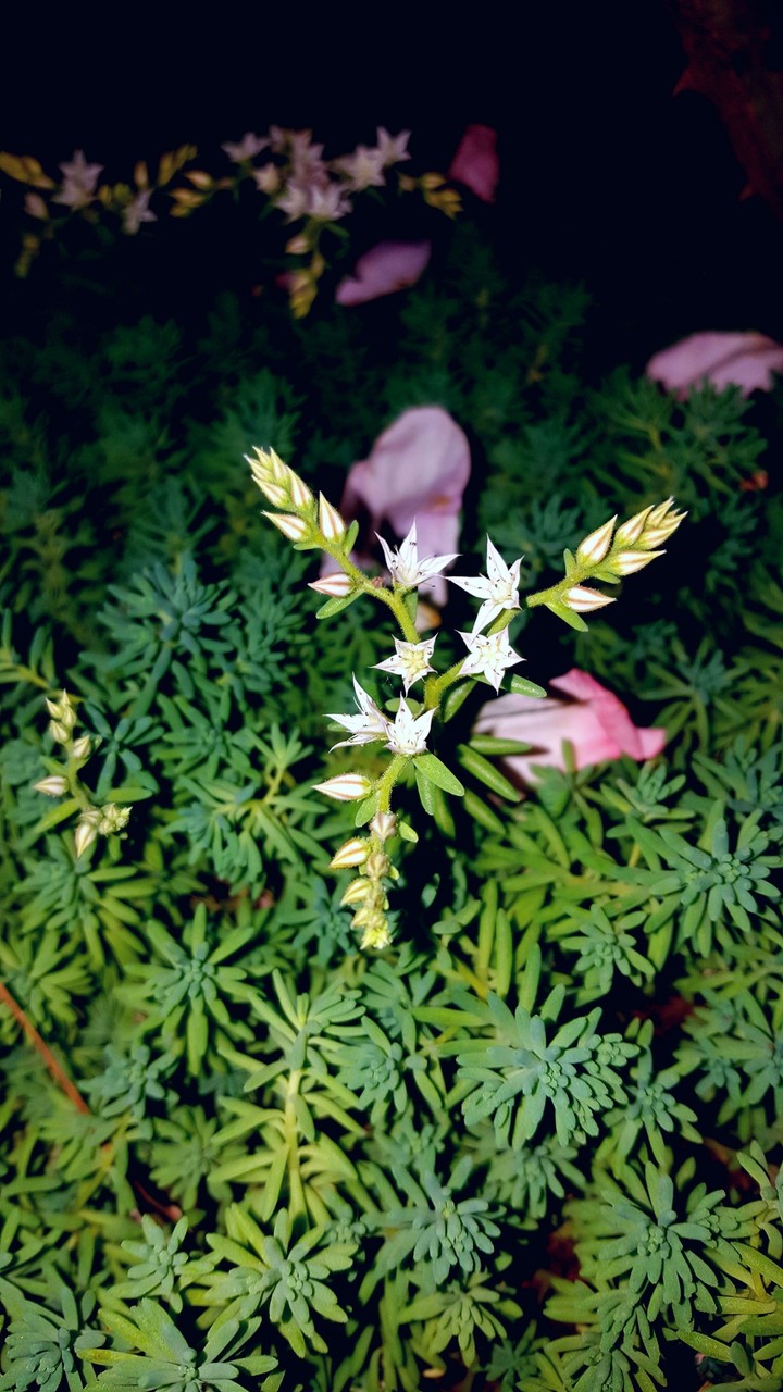 Beautiful tiny flower
