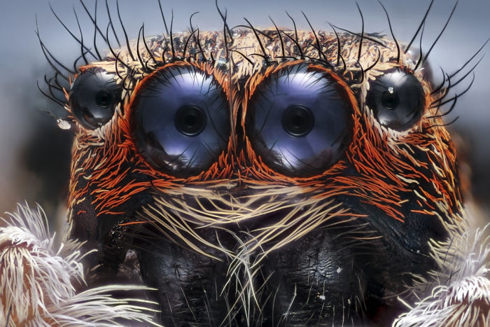 Ojos de araña 4k