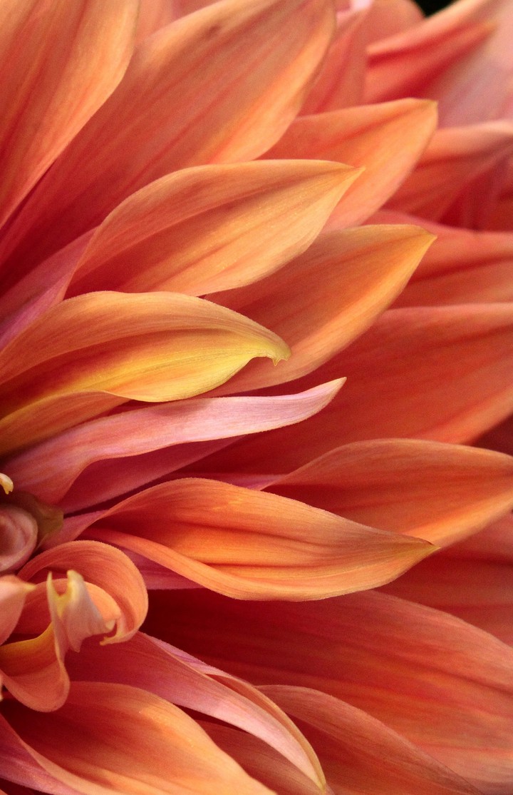 dahlia macrophoto