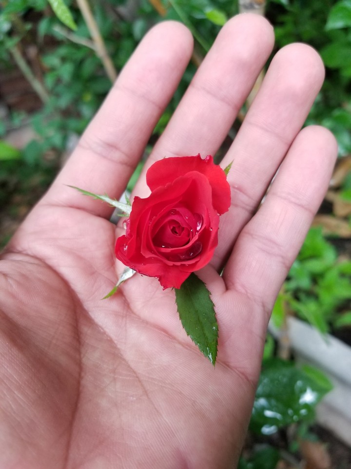 Regalo de Vida