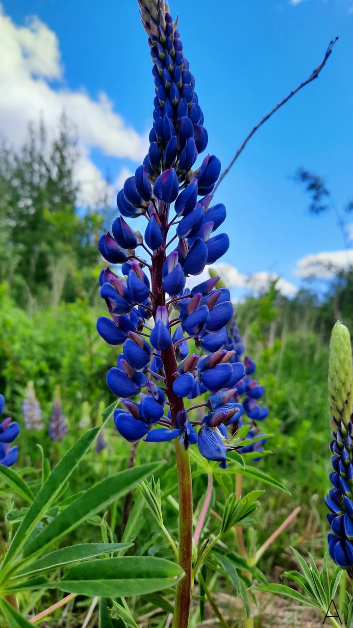 Lupine