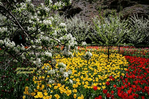 Flower Copse