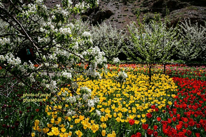 Flower Copse