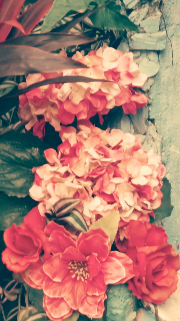 pink flower