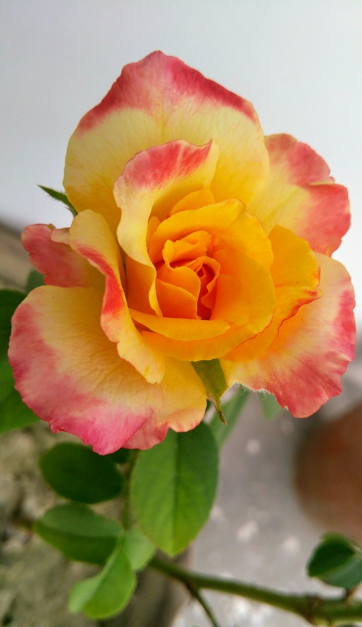 yellow rose