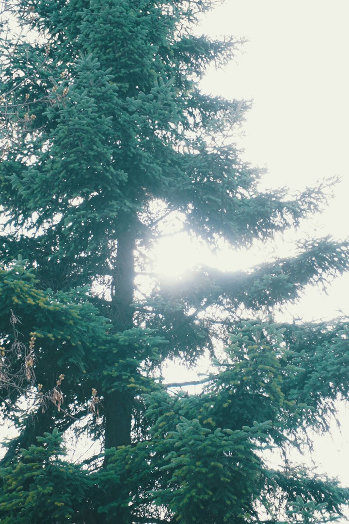 tree