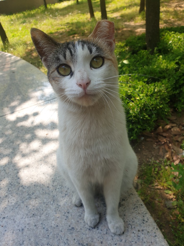 cat
