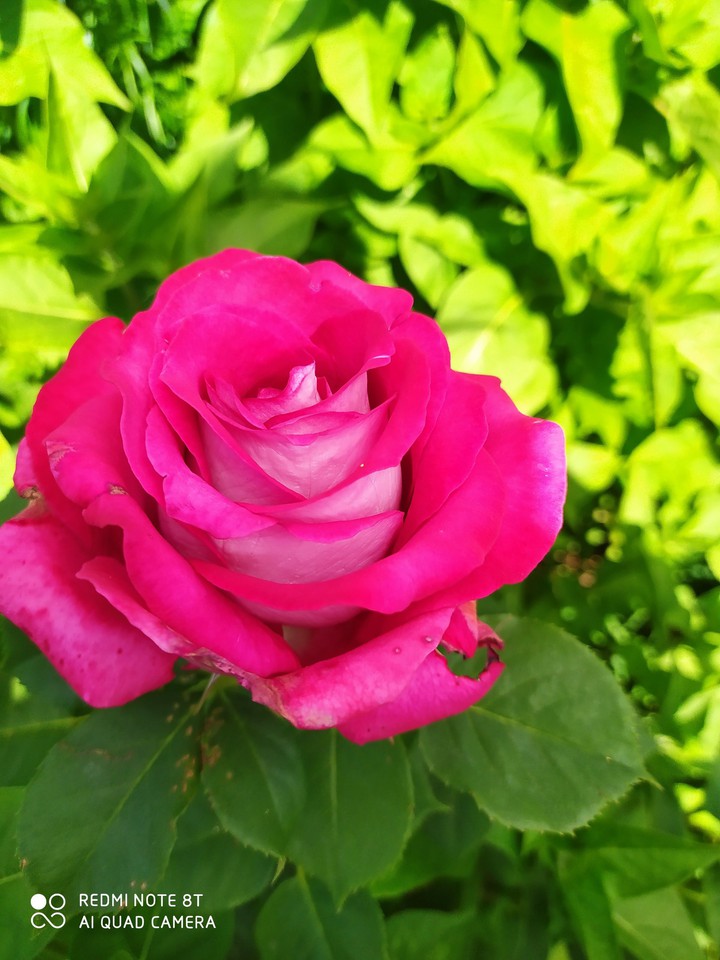 Rosa diamante