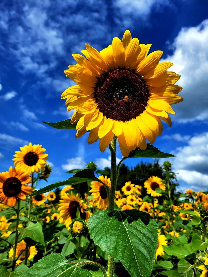 sunflower