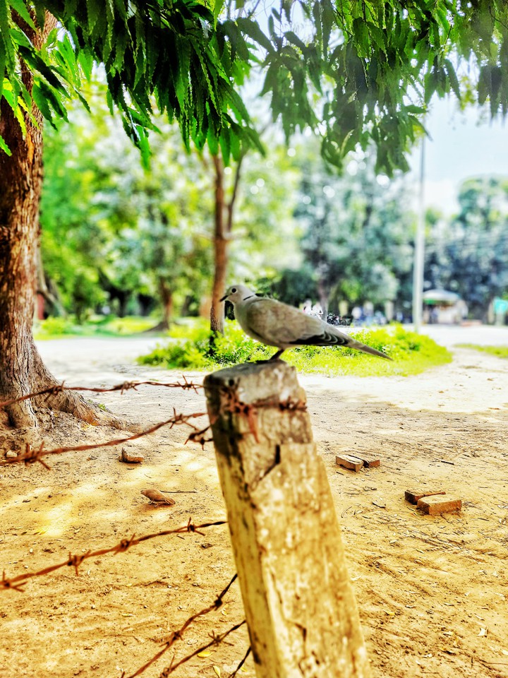 Beauty In BHU❤️