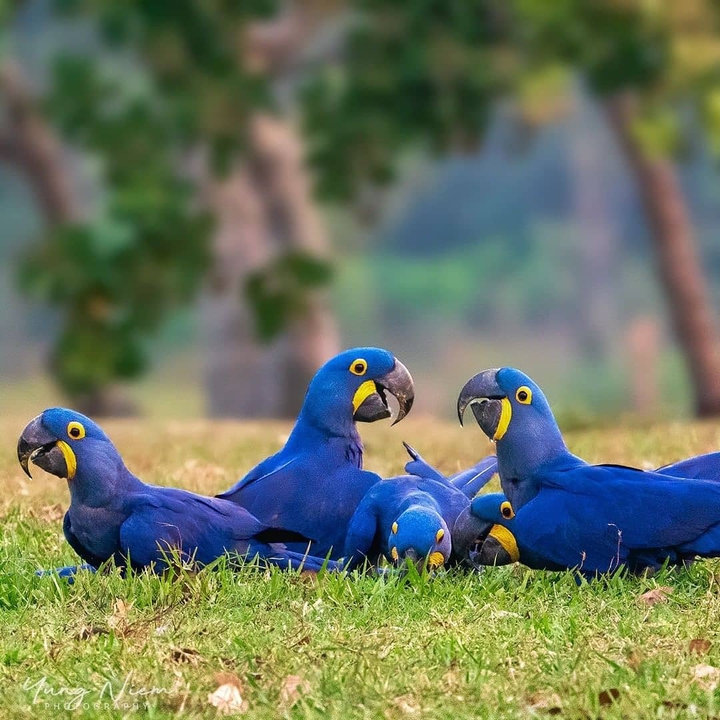 طوطی     Parrot