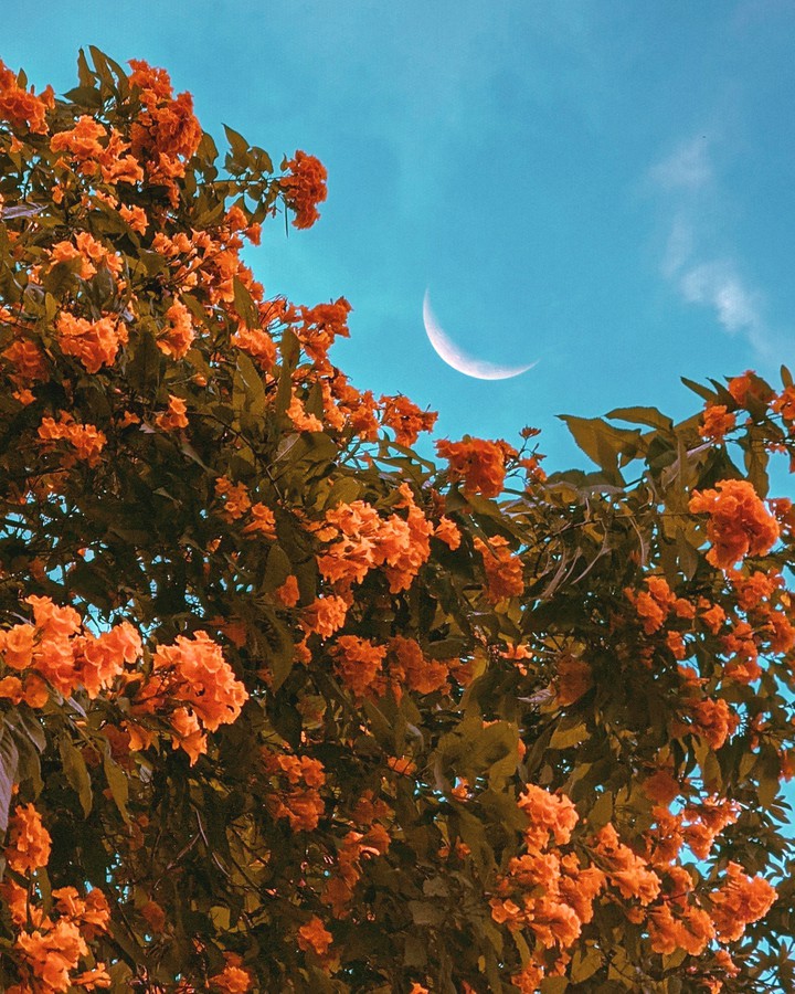 moon & flowers