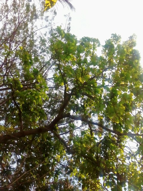 Árbol