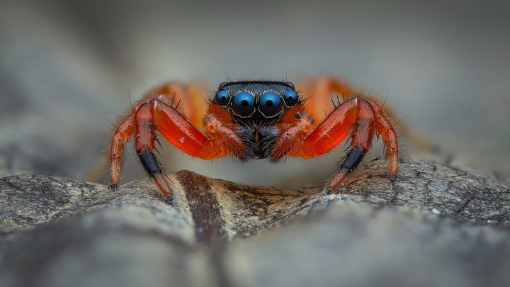 spider