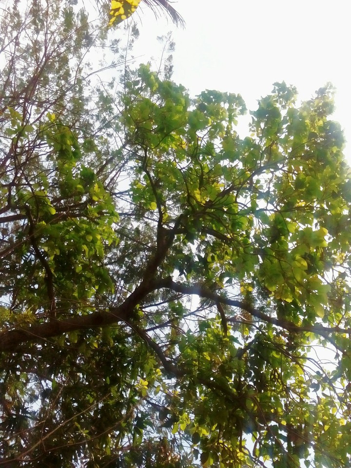 Árbol