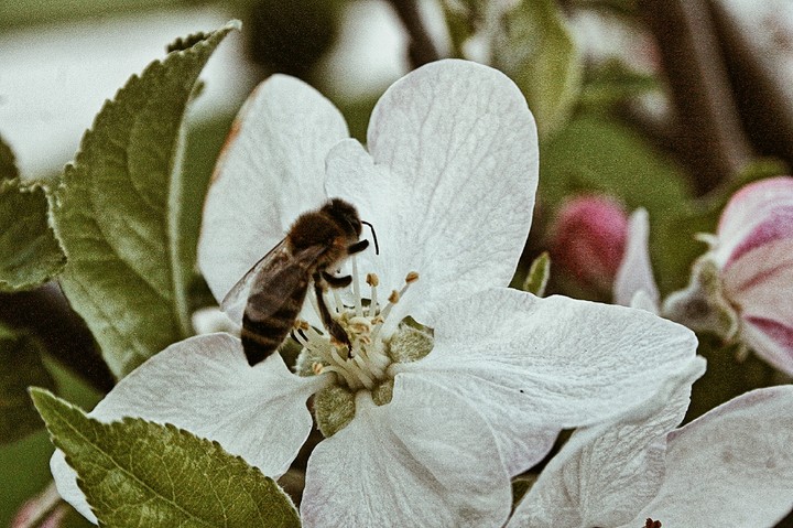 Smell of the Spring
