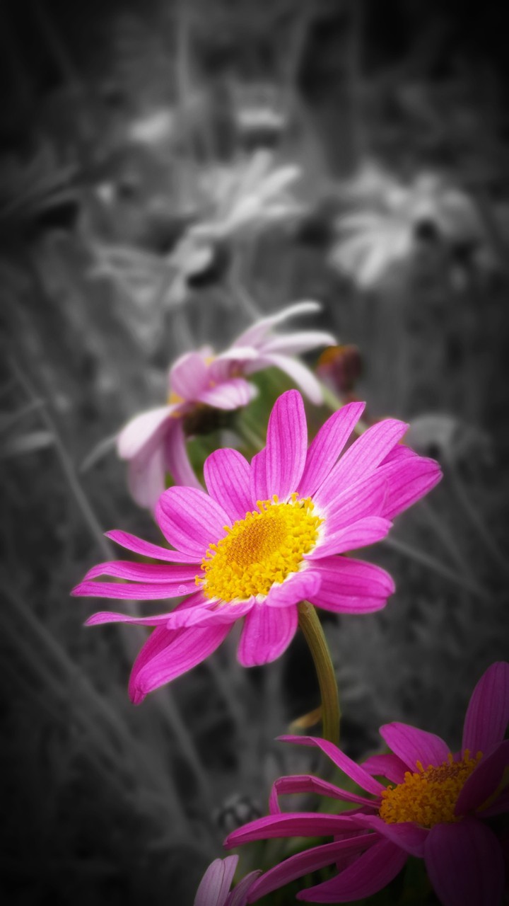 pinky