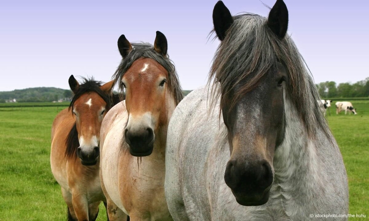 Horses