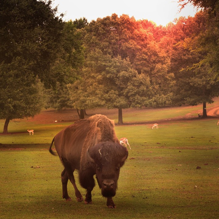 Lindo Buffalo