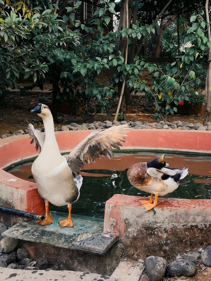 Swans