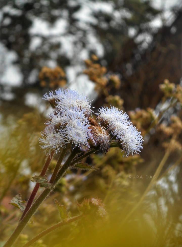 Galaxy Flower
