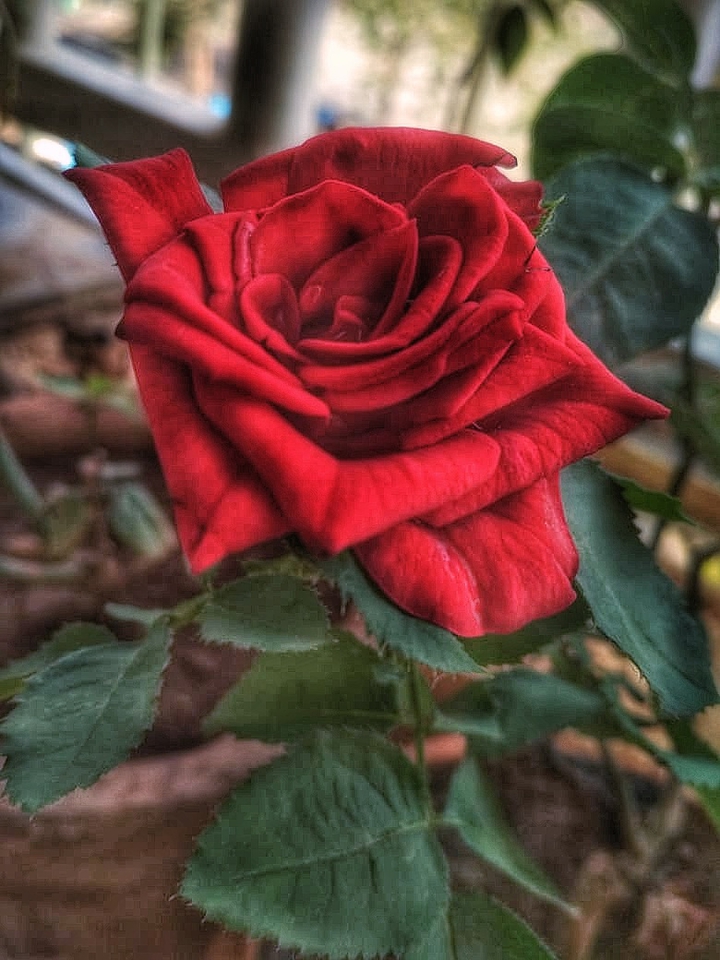 Red Rose