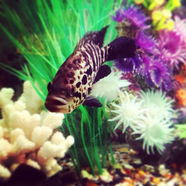 fish