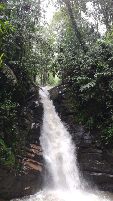 waterfall, tree壁紙
