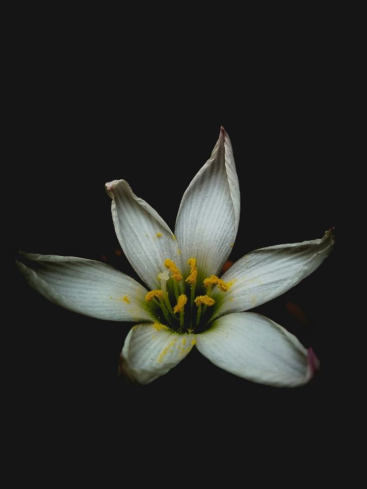 Beautiful Blossom