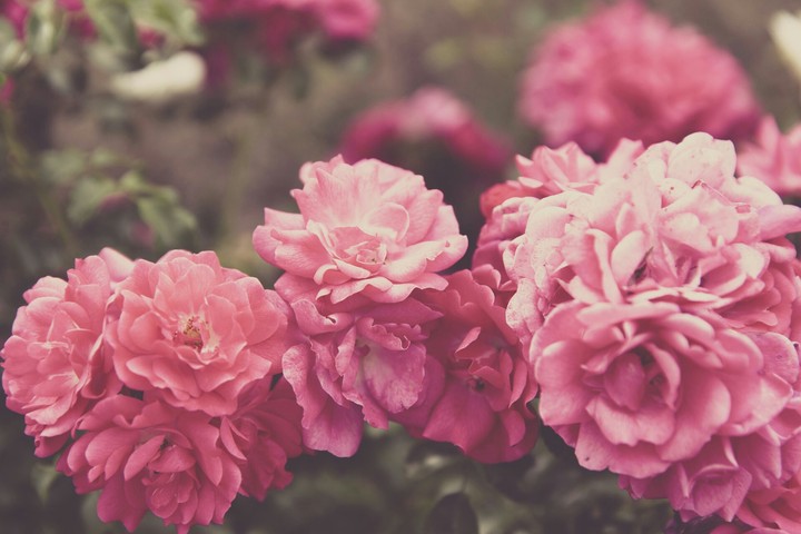 ~pink~