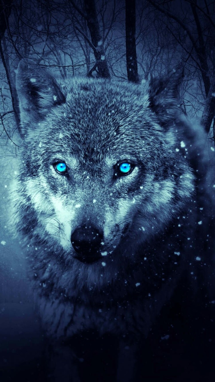 wolf 1