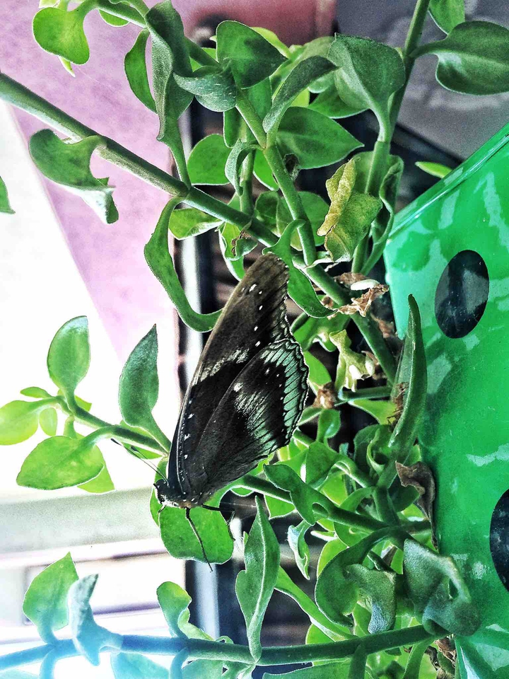 butter fly ?