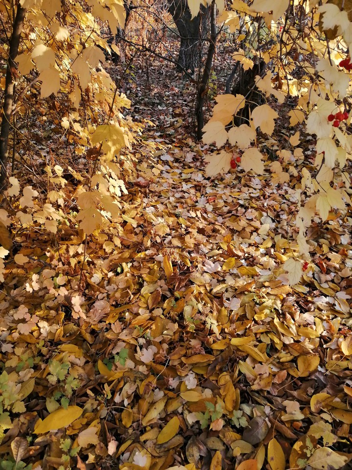 осень
